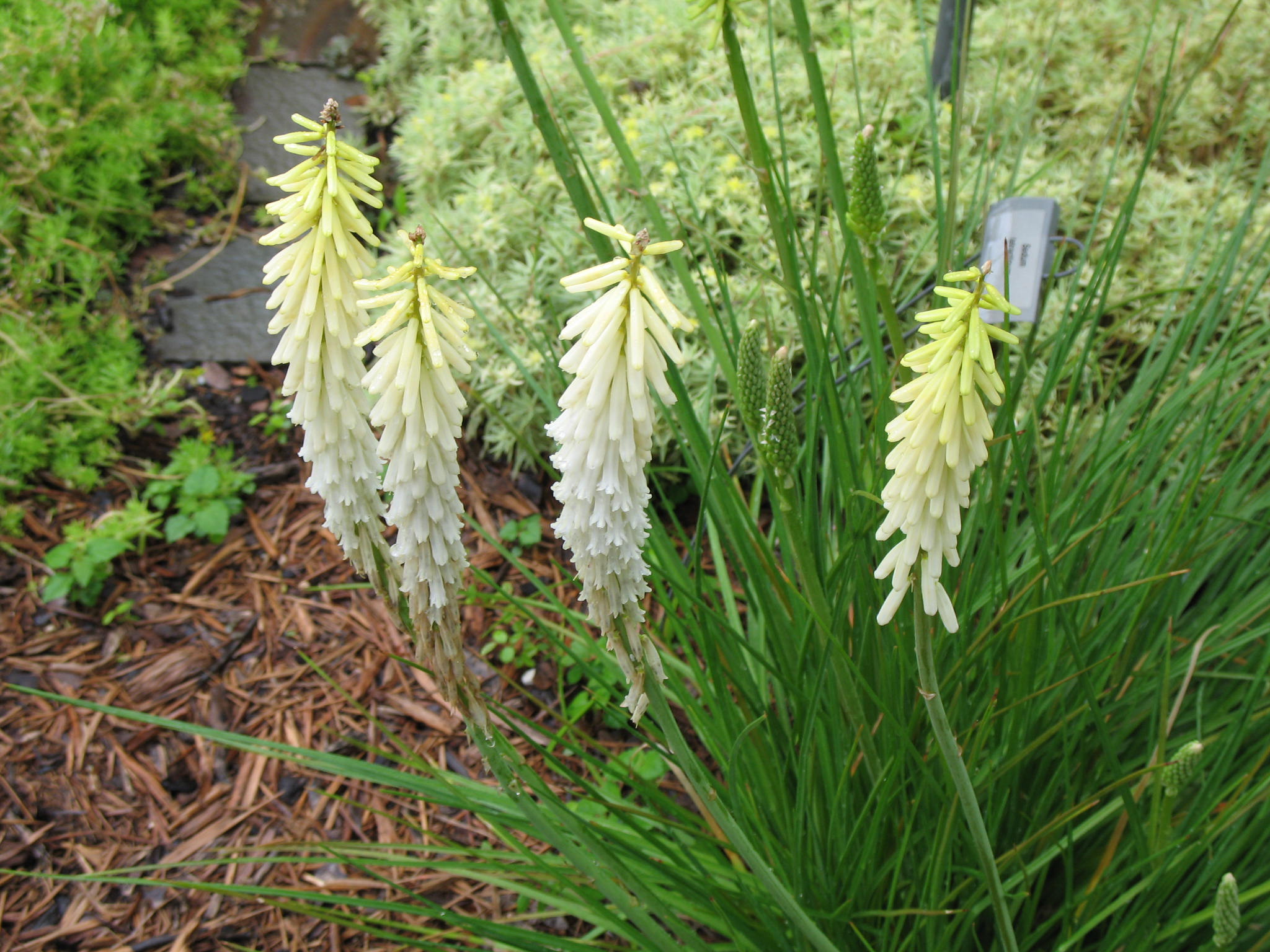 Kniphofia 'Little Maid'